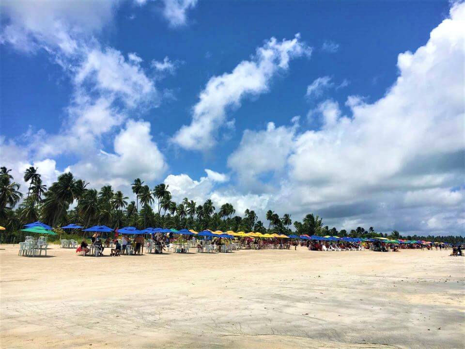 Coqueiros da praia de Antunes, uma das melhores praias de Alagoas