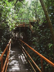 Trilha em Pedra Caída